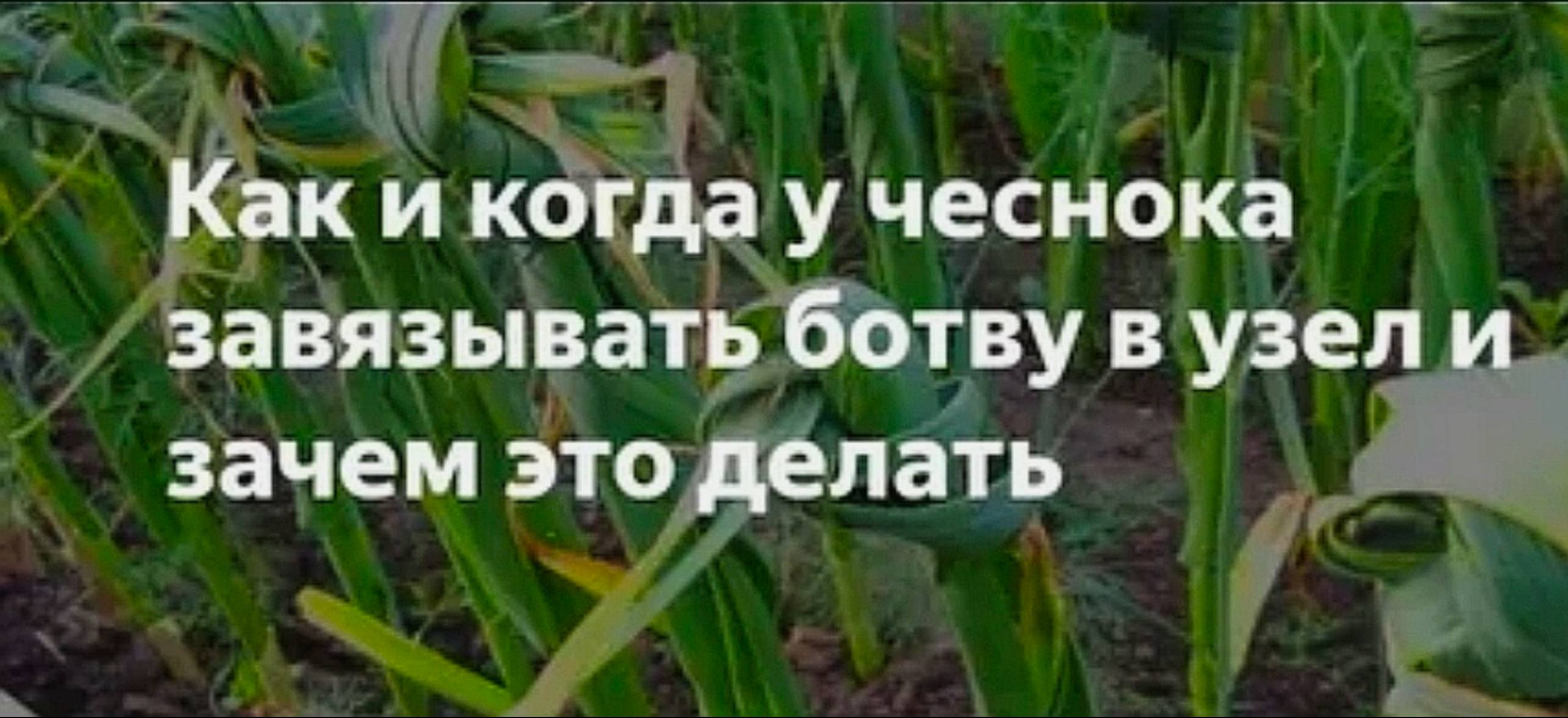 Зачем завязывать чеснок в узел на грядке