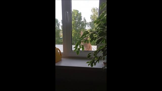 Кот. Фокс