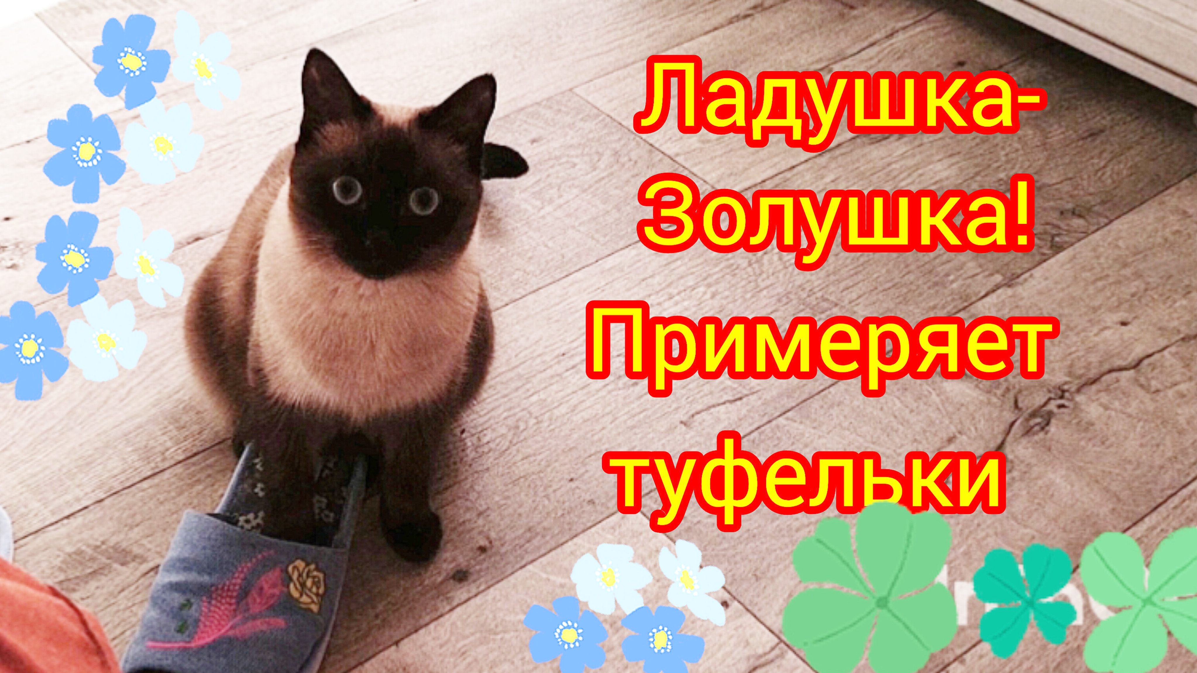 Кошка🐱Ладушка😂примеряет👠туфельки #смешныекоты #котики #прикольные котики #симпатичная кошечка