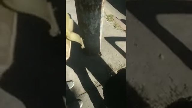 ТЦК и полиция испугались что попадут не в ту хату