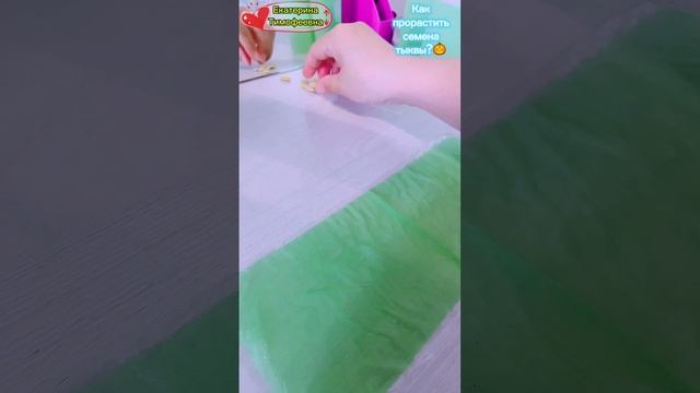 Туалетная бумага для проращивания семян тыквы,  которую я купила на Почте России. Часть 4.