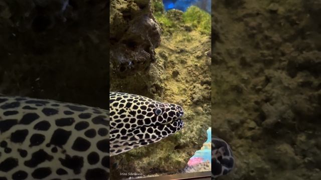 Новосибирский ЗООПАРК 🐾