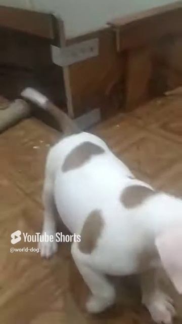 1000003153.mp4