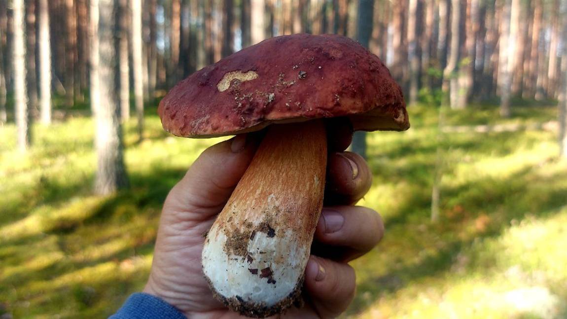 БЕЛЫЕ ГРИБЫ ПОШЛИ в Ленинградской области  WHITE MUSHROOMS GO FULLY