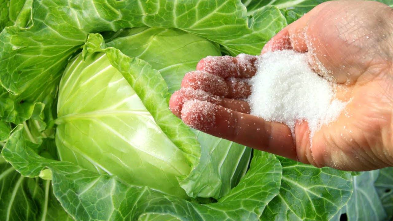 Шокирующий способ защиты капусты от вредителей 100% натурально и без химии!