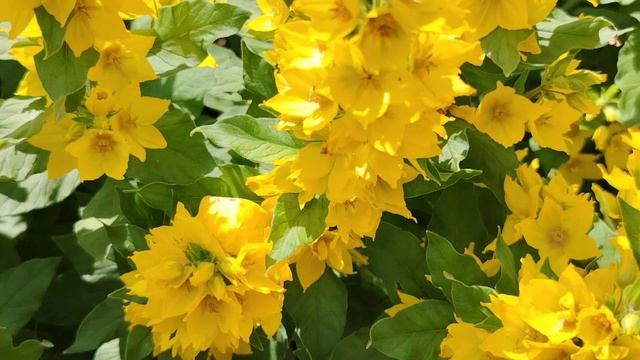 16 июня. Осколки солнца