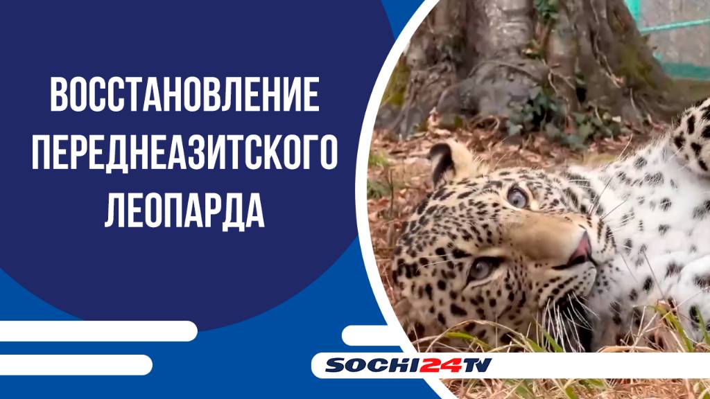 Переднеазиатские леопарды возвращаются в дикую природу!