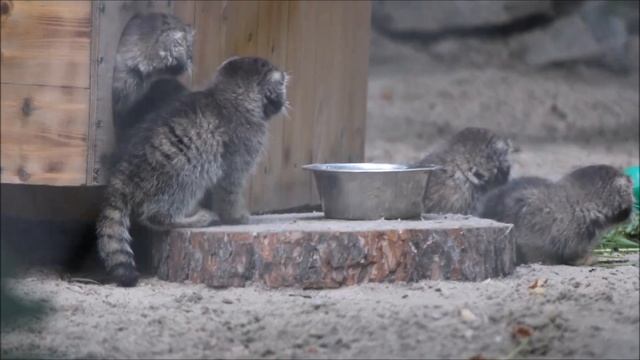 Манул Снежика и её шесть котят на прогулке 16.06.2025