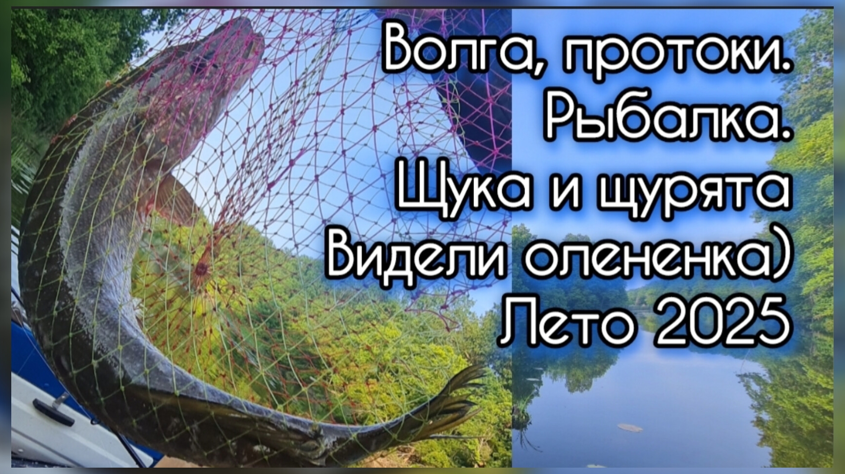 Волга. Протоки. Рыбалка. Щука и щурята. Оленёнок. 15 июня 2025