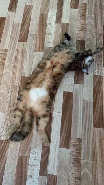 АКТРИСА
