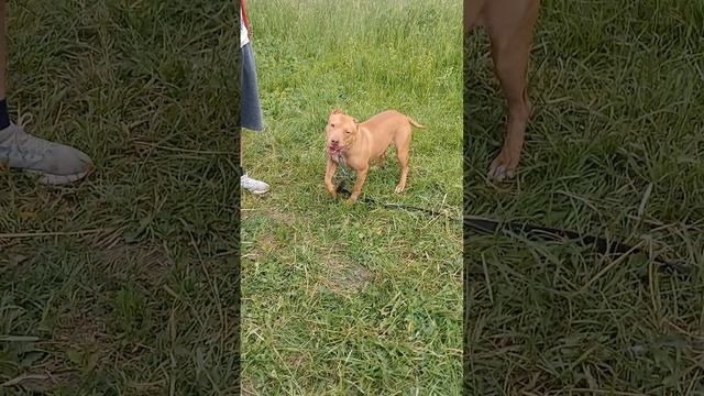 Гермес # Шереметьевский приют