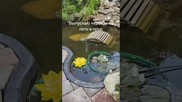 Черепашки в бассейне