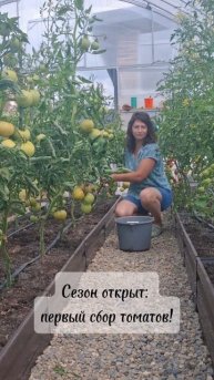 Первый урожай томатов! Начало положено!🫶🥰
