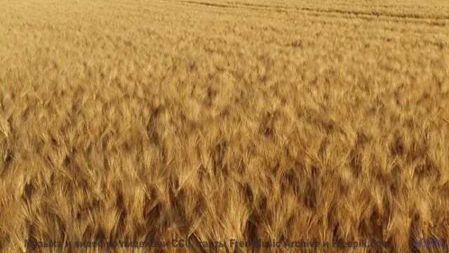Трек переносит туда, куда самолёты не долетают - Lamb And Wolf -- Podington Bear -- Said Lion To Lam