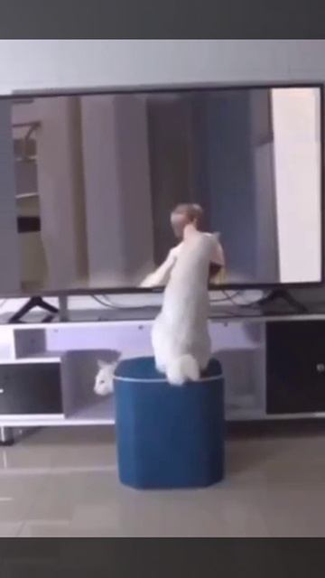 Ох уж этот кот из за которого столько бед у спортсменов