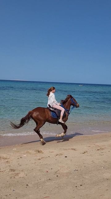 На голопе по Красному морю