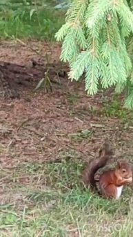 Я к белке в гости пришла