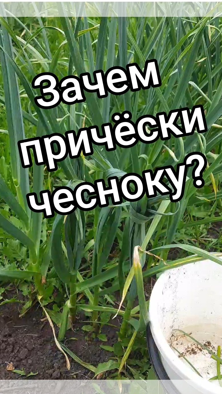 Чеснок готов для причёсок. #чеснок #огород #сельскаяжизнь