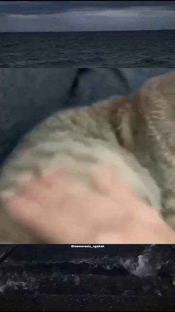 #shorts.mp4