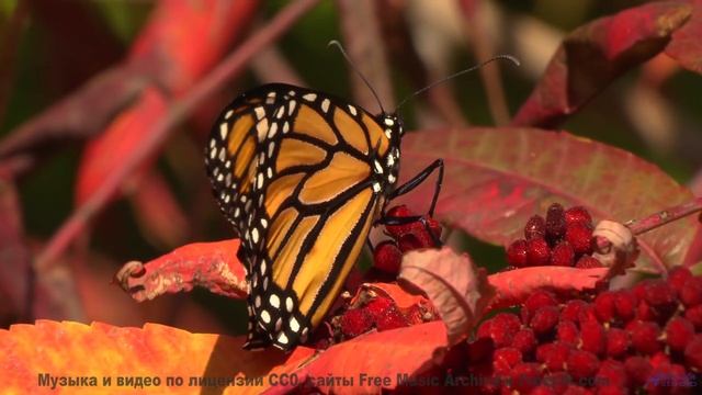 Каждое дерево качается в такт этой сильной композиции - Your Eyes -- Crowander -- Uplifting Funband