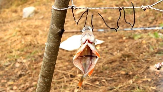 Дикая кухня - Копчение рыбы в типи | Smoking Fish - Primitive Style
