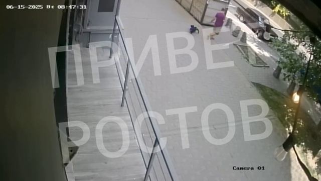 Живодёр с собакой: в Ростове-на-Дону живодер натравил свою собаку на домашнюю кошку на Пушкинской.