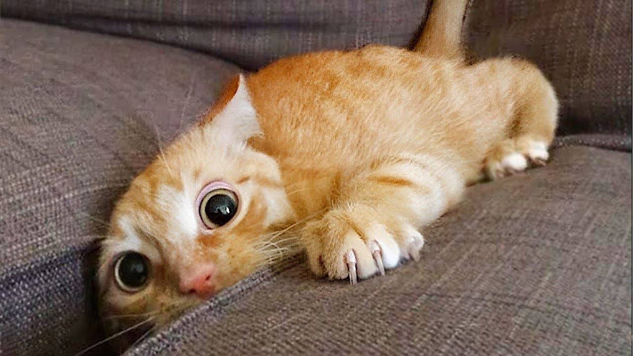 Приколы с собаками и котами!🤣🤣🤣