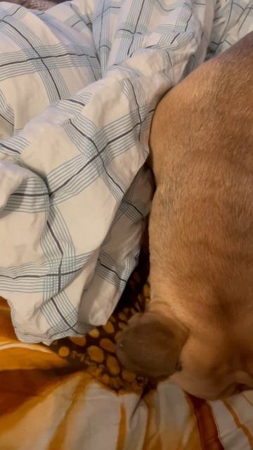 Little baby #frenchie, don't you cry