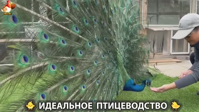 Идеальное птицеводство достойно восхищения 🐓🦆🦢🦚🦃🐔 эпизод (250)