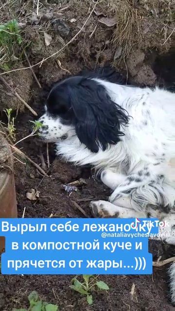 Спрятался от жары...)))