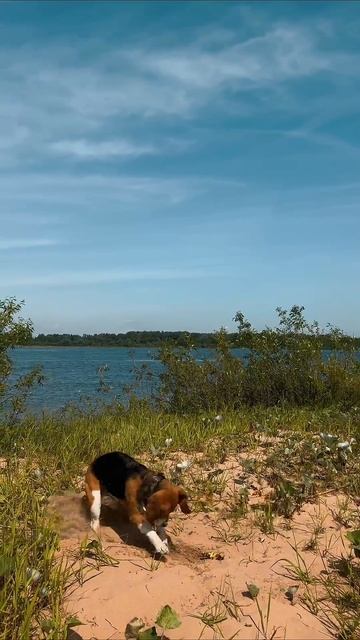 Пиши в комментариях из какой игры эти звуки ?😎 #животные #собака #бигль