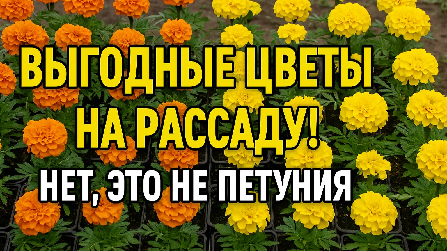 Цветы на рассаду, которые РАЗЛЕТАЮТСЯ! Что продавать вместо петунии?