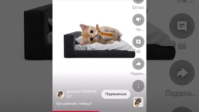 Как работает либидо?