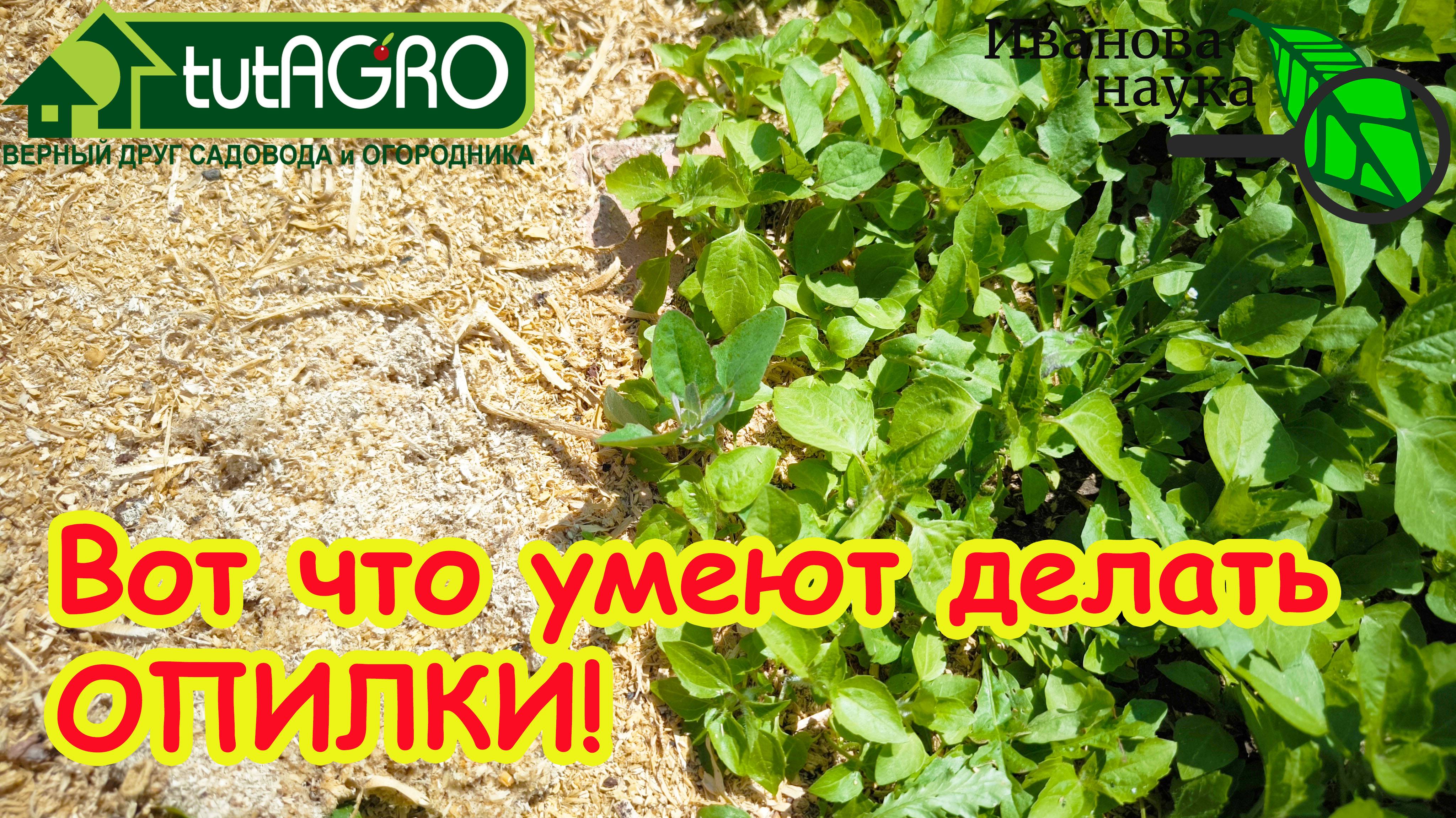 ВОТ ЧТО УМЕЮТ ДЕЛАТЬ ОБЫКНОВЕННЫЕ... ОПИЛКИ! Не осталось ни одного сорняка! Забудьте о прополке!