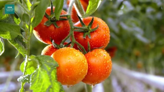 10 Easy English Words_ Vegetables 🍅🥕🧅🍆🥔