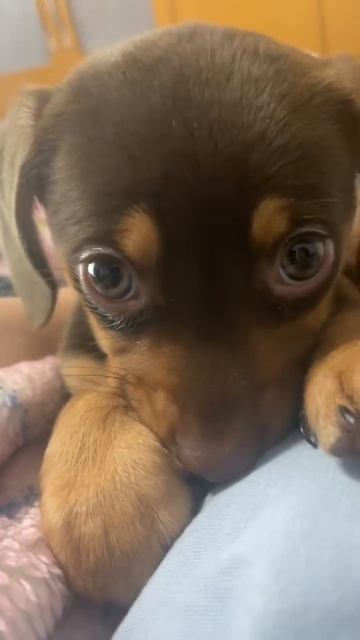 Икота, икота, перейди на Федота.