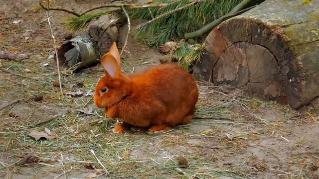Самые редкие виды животных на планете, смотри