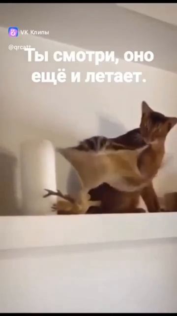 Котик и галаго 😻😉🤩