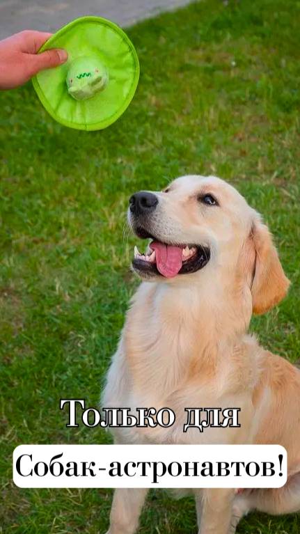 🐶🛸Летающая Тарелка для Собак!