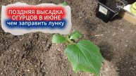 СКОЛЬКО ОГУРЦОВ ПОСАДИТЬ НА ОДНОЙ ГРЯДКЕ В ИЮНЕ ДЛЯ ЩЕДРОГО УРОЖАЯ. СЕКРЕТЫ ПРАВИЛЬНОГО РАЗМЕЩЕНИЯ