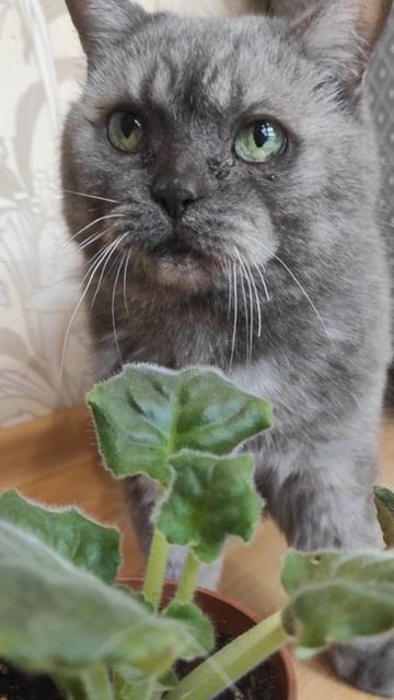 Котики и фиалки