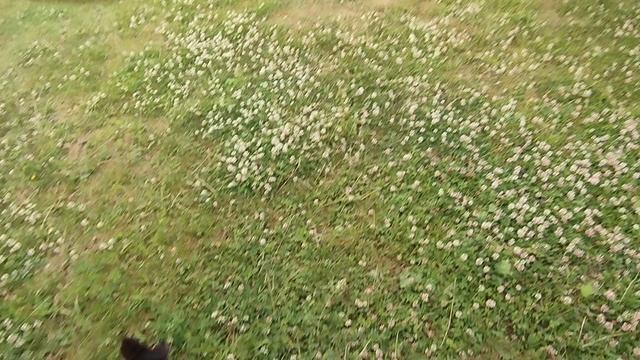 Утренний кусь - кусь 16-06-2025