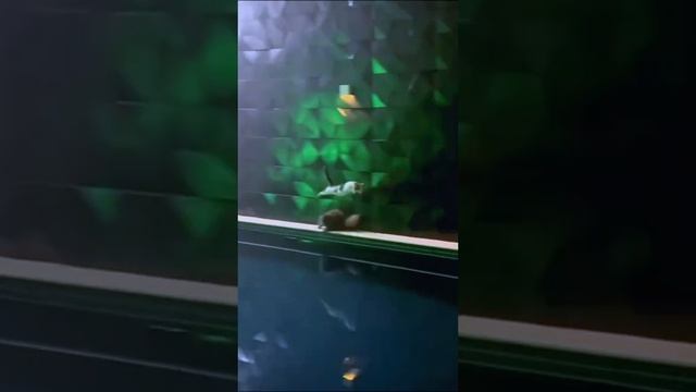 К заплыву готов