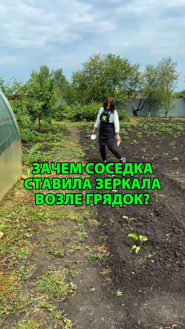 Зачем соседка ставила зеркала возле грядок