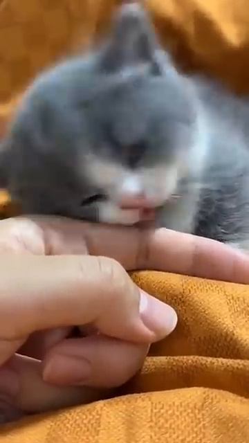 как кошка теряет девять жизней 😺☝️🥰