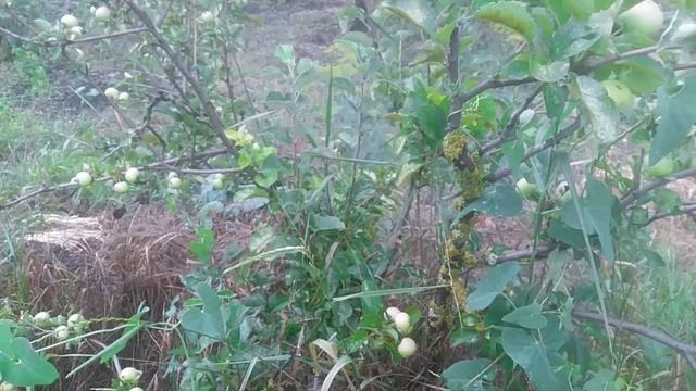 VID_20250616_085806.mp4