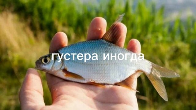 что клюёт на кукурузу