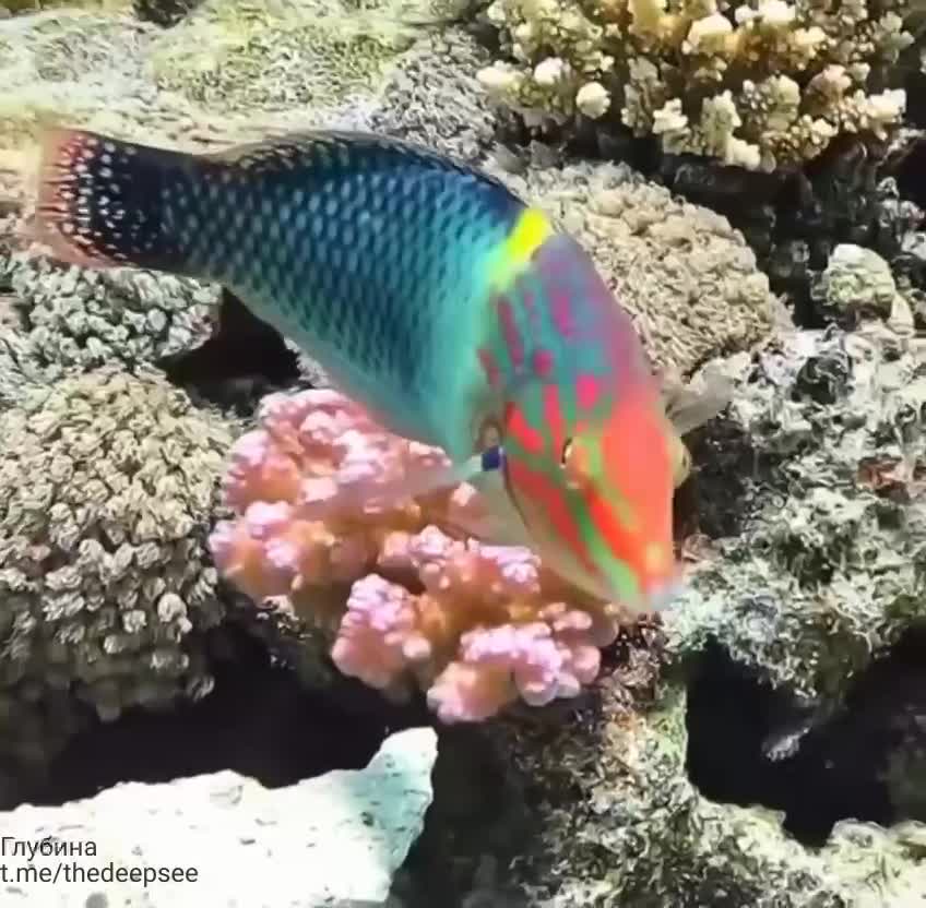 🐠 Клетчатый губан (Halichoeres hortulanus)