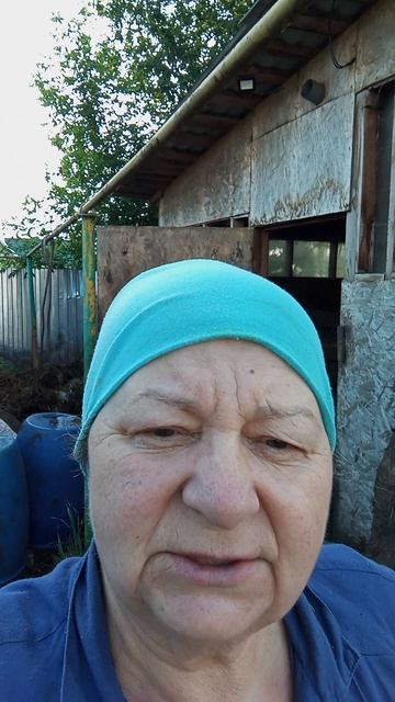 Кормлю 80 свиней за 15 минут