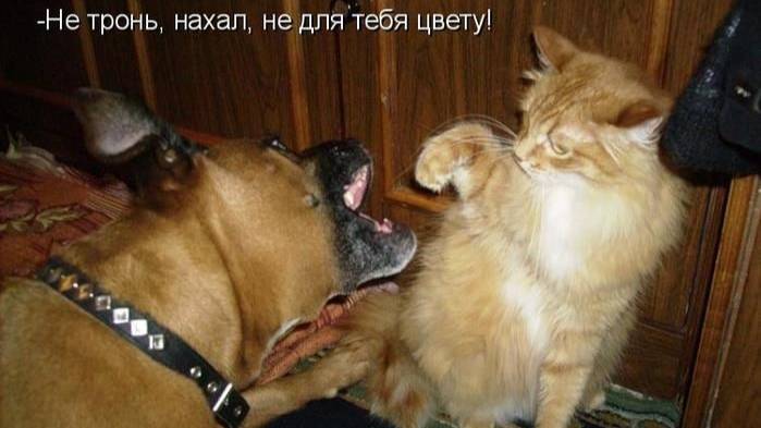 ЖИВОТНЫЕ КОМИКИ, ЛУЧШИЕ МОМЕНТЫ